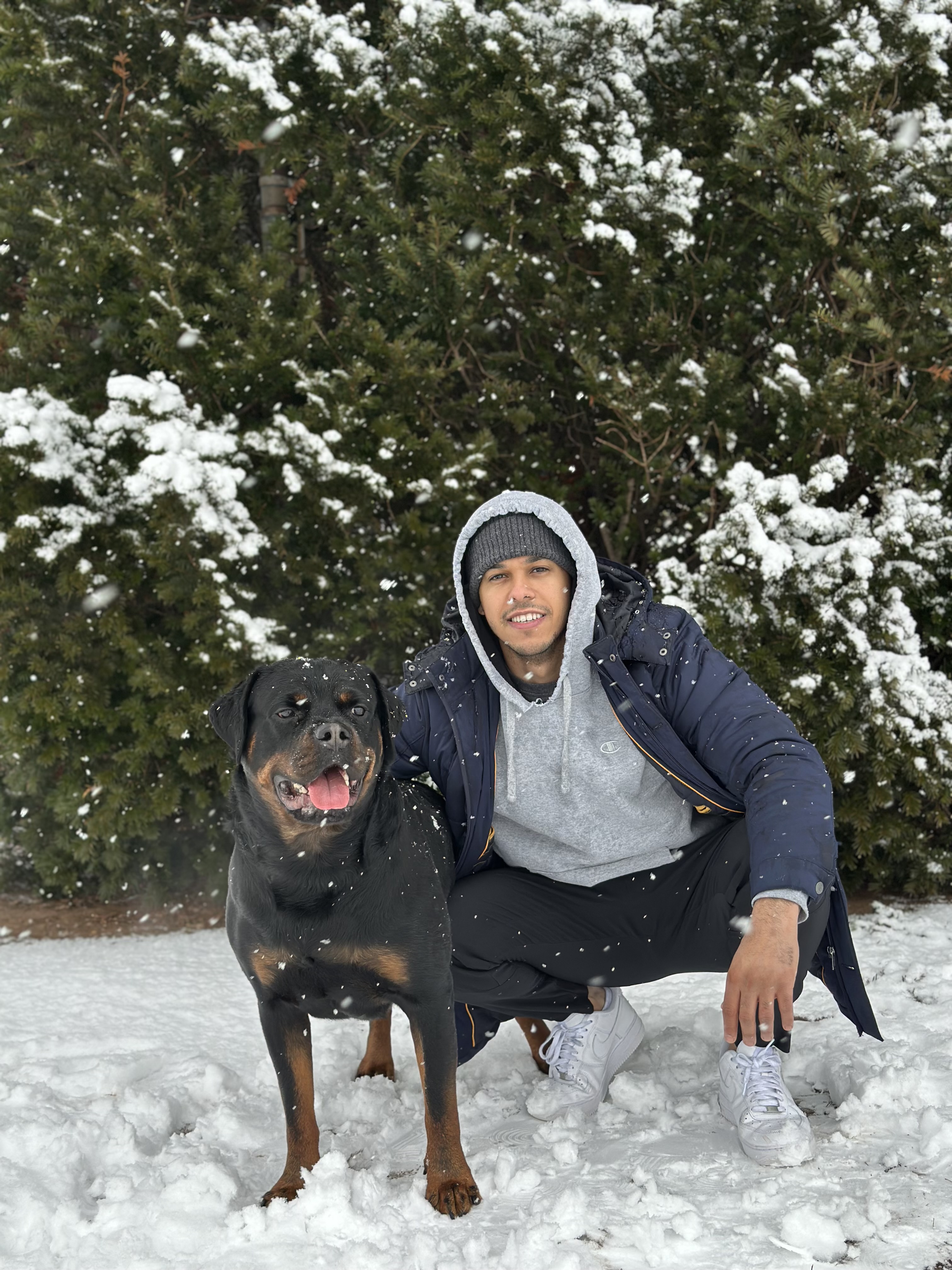 Capo - Leonardo's Rottweiler